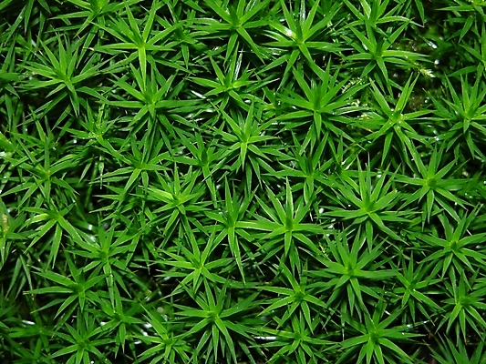 포토 JPG 해외이미지 식물 별 백그라운드 잎 자연 이끼 사람없음 초록색 빛 흙 매끈함 숲 질감 해외202004 해외포토 자연요소 컬러 감각 생태계 파일형식 이미지허브