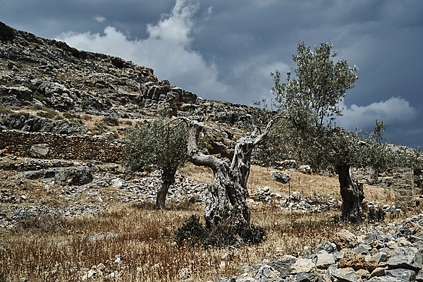 포토 JPG 해외이미지 나무 식물 구름 유럽 벽 섬 하늘 경사 사람없음 나뭇가지 그리스 언덕 올리브 나무껍질 옛날 해외202004 해외포토 자연요소 열매 나라 껍질 파일형식 이미지허브