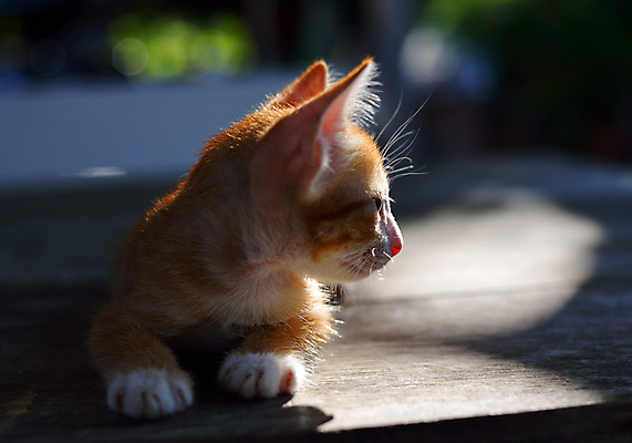 포토 JPG 해외이미지 동물 응시 백그라운드 장난 포유류 놀이 사람없음 반려동물 고양이 흰색 아기 달콤 작음 고립 해외202004 해외포토 시선 컬러 사람 맛 크기 파일형식 이미지허브
