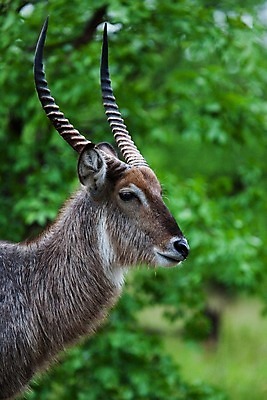 포토 JPG 해외이미지 동물 한마리 응시 야생동물 새끼 포유류 아프리카 자연 뿔 서기 사람없음 야외 옆모습 가로 초록색 갈색 일몰 황무지 고독 사파리 영양 케냐 노려봄 가젤 보호구역 사바나 초식 탄자니아 평야 해외202004 해외포토 1 시선 감정 나라 뷰포인트 컬러 모션 표정 노을 생태계 구역 파일형식 이미지허브