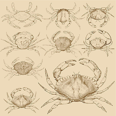 EPS 해외이미지 동물 디자인 교육 야생동물 선 음식 바다 일러스트 자연 낚시 조개 동물원 요리 미술 갈색 식당 검은색 저녁식사 수확 골동품 게 흰색 시장 해산물 메뉴 그림 생물학 방패 판화 성분 어장 암 고립 동물상 등딱지 발톱 식용 옛날 해외202004 해외일러스트 컬러 농업 발 레저 문화예술 어패류 갑각류 조형물 상점 식사 질병 생태계 파일형식 벡터 이미지허브