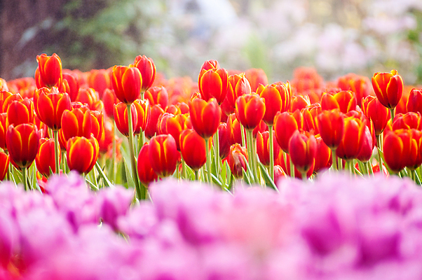 포토 JPG 해외이미지 식물 기념일 꽃잎 꽃 꽃다발 백그라운드 잎 꽃무늬 자연 기념 선물 사람없음 장식 빨간색 초록색 컬러풀 우주 정원 꽃병 봄 튤립 벚꽃 흰색 축하 인사 신선 우아함 4월 다발 배열 꽃집 허브 내추럴 고립 해외202004 해외포토 계절 컬러 컨셉 무늬 이벤트 상점 예절 날짜 생태계 파일형식 이미지허브