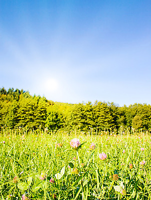 포토 JPG 해외이미지 나무 식물 1 계절 잎 밭 농업 자연 하늘 풍경 잔디 사람없음 야외 목재 초록색 여름 파란색 햇빛 태양 노란색 평화 우주 환경 맑음 봄 성장 광선 시골 땅 장면 내추럴 생태학 옛날 혼자 해외202004 해외포토 자연요소 교육 산업 컬러 컨셉 재료 날씨 생태계 파일형식 이미지허브