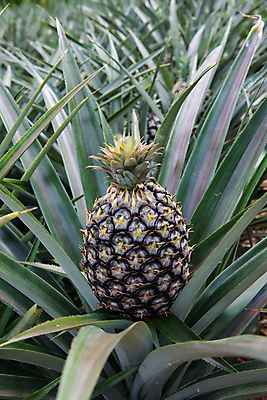 포토 JPG 해외이미지 식물 음식 백그라운드 밭 다이어트 과일 자연 건강 사람없음 초록색 농장 성장 신선 파인애플 복고 날것 이국적 해외202004 해외포토 컬러 농업 열대과일 생태계 파일형식 이미지허브