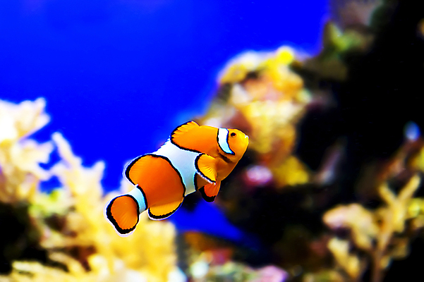 포토 JPG 해외이미지 동물 바다 오렌지 어류 사람없음 물 수중 산호 수족관 해외202004 해외포토 자연요소 과일 수중동물 자포동물 파일형식 이미지허브