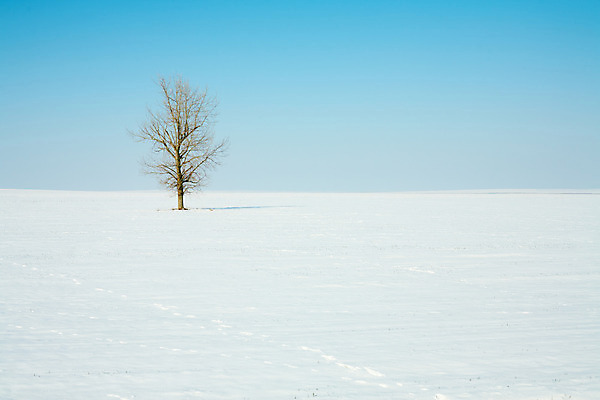 포토 JPG 해외이미지 나무 1 계절 백그라운드 크리스마스 겨울 밭 자연 날씨 풍경 사람없음 야외 빛 추위 흰색 12월 장면 혼자 눈내림 수평선 해외202004 해외포토 식물 기념일 컬러 농업 눈_날씨 날짜 생태계 파일형식 이미지허브