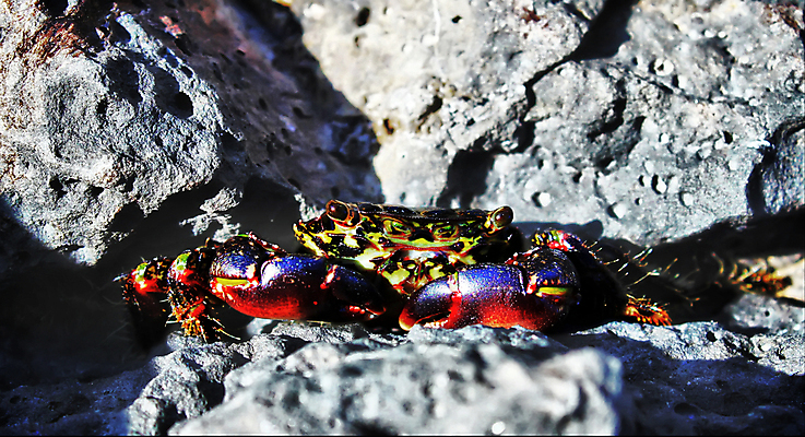 포토 JPG 해외이미지 동물 야생동물 음식 자연 조개 육류 사람없음 야외 가로 빨간색 초록색 물 활발 게 껍질 위험 해산물 날것 촉수 리빙 남쪽 집게발 해외202004 해외포토 자연요소 컬러 컨셉 식재료 어패류 갑각류 방향 생태계 파일형식 이미지허브