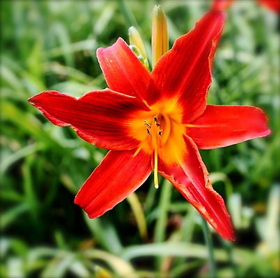 포토 JPG 해외이미지 식물 꽃잎 꽃 밭 자연 새로움 사람없음 초록색 컬러풀 정원 봄 이탈리아 개화 닫기 수분 꽃가루 내추럴 강렬 해외202004 해외포토 계절 유럽 컬러 컨셉 농업 모션 가루 생태계 파일형식 이미지허브