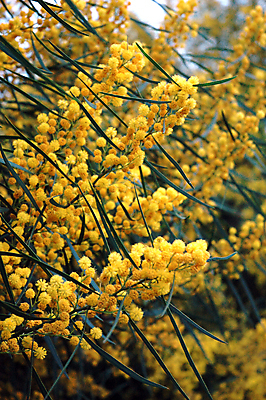 포토 JPG 해외이미지 꽃 사랑 사람없음 봄 나뭇가지 신선 맛 약속 냄새 아로마 해외202004 해외포토 나무 식물 계절 감정 컨셉 파일형식 이미지허브