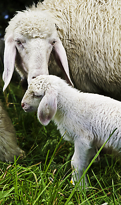 포토 JPG 해외이미지 동물 커플 여자 밭 농업 포유류 관계 청소년 자연 엄마 사랑 서기 사람없음 야외 청춘 농장 가축 침묵 임산부 흰색 자녀 시골 아기 관찰 양 군중 호기심 장면 부드러움 양고기 원시시대 외양간 양모 돌봄 양털 해외202004 해외포토 감정 산업 컬러 컨셉 가족 모션 육류 사람 소리 임신 직물 감각 역사 생태계 파일형식 이미지허브