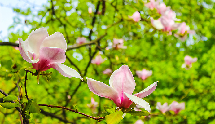포토 JPG 해외이미지 나무 식물 계절 공원 꽃잎 꽃 분홍색 백그라운드 꽃무늬 자연 하늘 부활절 사람없음 야외 머리 환경 정원 보라색 침묵 봄 성장 벚꽃 흰색 나뭇가지 신선 개화 닫기 부드러움 목련 내추럴 강렬 해외202004 해외포토 공공시설 기념일 컬러 무늬 모션 신체부위 소리 감각 생태계 파일형식 이미지허브