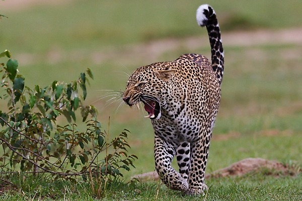 포토 JPG 해외이미지 나무 동물 응시 공원 얼굴 야생동물 스포츠 여행 포유류 아프리카 자연 수염 국립공원 사람없음 여행객 환경 고양이 나뭇가지 관찰 점 기다림 큼 검색 육식동물 표범 랜드마크 사바나 탄자니아 평야 해외202004 해외포토 멸종위기종 식물 시선 공공시설 나라 모션 사람 신체부위 반려동물 크기 생태계 파일형식 이미지허브