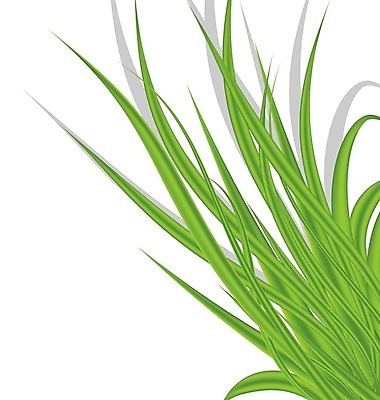 EPS 해외이미지 식물 디자인 계절 백그라운드 잎 밭 일러스트 자연 잔디 초록색 여름 환경 정원 봄 활발 성장 흰색 신선 신용카드 허브 내추럴 모종 묘목 생태학 엘리먼트 해외202004 해외일러스트 나무 교육 컬러 컨셉 농업 금융 생태계 파일형식 벡터 이미지허브