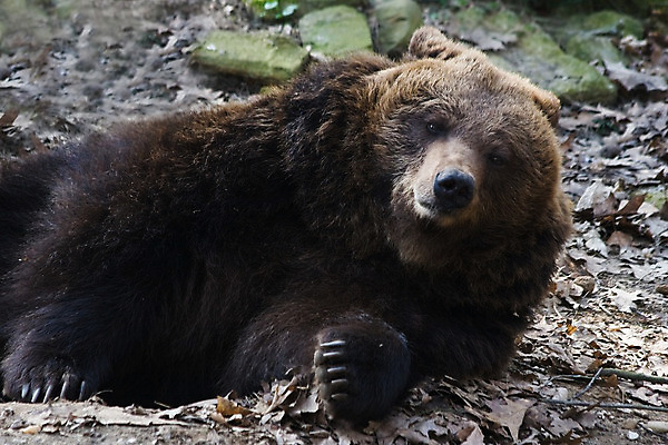 포토 JPG 해외이미지 동물 행복 야생동물 새끼 컨셉 일러스트 곰 포유류 포옹 자연 놀이 낚시 생물 털 선물 사랑 미술 사람없음 그래픽 장난감 갈색 마음 큼 만화 모피 북극 클립 육식동물 부드러움 내추럴 해외202004 해외포토 감정 컬러 안기 레저 문화예술 감각 크기 극지방 생태계 파일형식 이미지허브