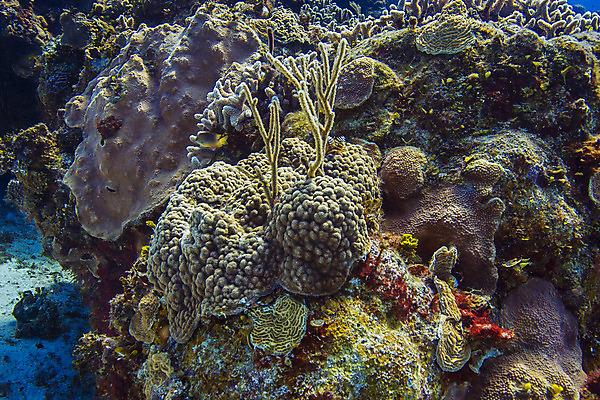 포토 JPG 해외이미지 야생동물 바다 학교 자연 열대 어류 풍경 사람없음 물 컬러풀 바닷속 수중 미국 다양 스노클링 산호 암초 석호 깊이 동물상 소금물 이국적 해외202004 해외포토 자연요소 동물 교육 컬러 다수 북아메리카 조형물 수중동물 수상스포츠 자포동물 생태계 파일형식 이미지허브