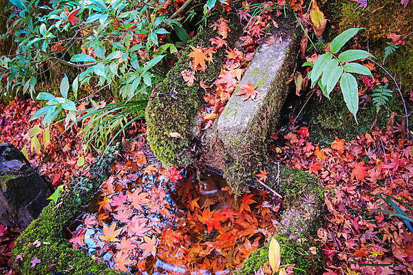 포토 JPG 해외이미지 나무 식물 계절 공원 실루엣 도로 여행 백그라운드 무지개 잎 패턴 자연 하늘 지붕 휴식 풍경 사람없음 빨간색 파란색 빛 컬러풀 햇빛 태양 정원 일본 활발 덮개 가을 나뭇가지 신선 보행로 닫기 숲 그늘 오솔길 강렬 해외202004 해외포토 자연요소 공공시설 아시아 길 컬러 컨셉 무늬 교통시설 모션 촬영기법 뚜껑 생태계 파일형식 이미지허브