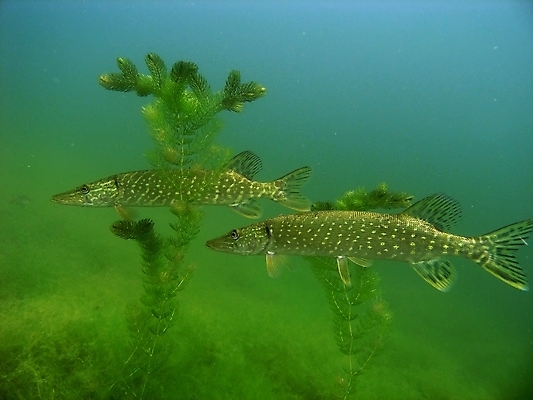 포토 JPG 해외이미지 식물 동물 호수 야생동물 잎 자연 어류 사람없음 초록색 물 수중 스노클링 동물상 민물 해외202004 해외포토 자연요소 컬러 조형물 수중동물 수상스포츠 생태계 파일형식 이미지허브