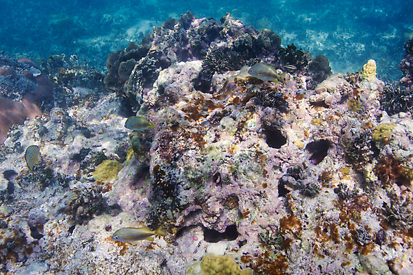 포토 JPG 해외이미지 야생동물 바다 백그라운드 학교 자연 열대 멕시코 어류 풍경 사람없음 물 바닷속 수중 다양 스노클링 산호 암초 대서양 석호 깊이 동물상 소금물 이국적 칸쿤 후보 해외202004 해외포토 자연요소 동물 교육 다수 북아메리카 조형물 수중동물 수상스포츠 자포동물 생태계 파일형식 이미지허브