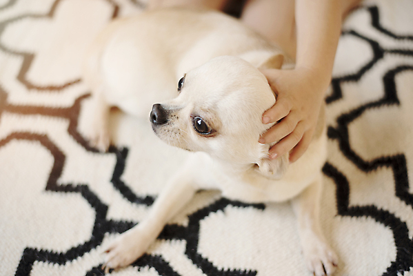 포토 JPG 해외이미지 동물 백인 1 손 응시 여자 행복 백그라운드 포옹 자연 바닥 주택 실내 사랑 미소 사람 앉기 사람없음 내부 반려동물 유행 검은색 카펫 흰색 잡기 개 달콤 강아지 주식 작음 크림 치와와 기르기 스칸디나비아 해외202004 해외포토 서양인 시선 감정 컬러 포유류 안기 모션 표정 건물 신체부위 금융 맛 크기 생태계 돌봄 파일형식 이미지허브
