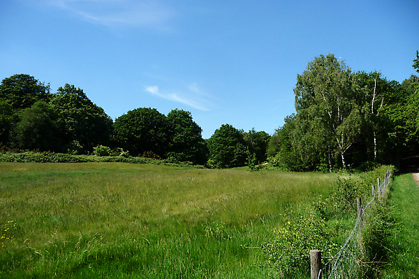 포토 JPG 해외이미지 나무 식물 공원 잎 밭 자연 하늘 풍경 사람없음 야외 초록색 성장 시골 숲 그림 장면 스카이라인 내추럴 해외202004 해외포토 공공시설 컬러 농업 생태계 파일형식 이미지허브