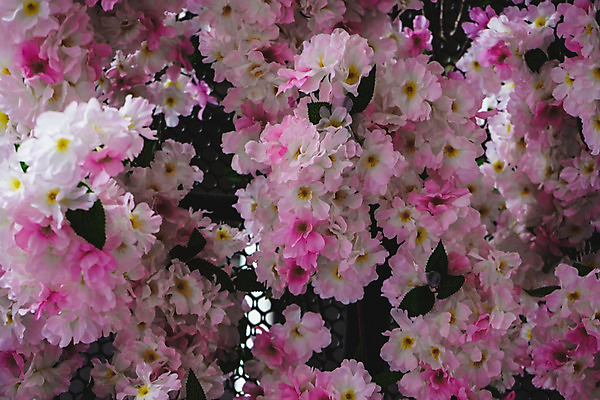 포토 JPG 해외이미지 나무 식물 디자인 계절 꽃잎 꽃 종이 음식 분홍색 백그라운드 패턴 맨발 자연 벽지 탁자 추상 벽돌 생물 사탕 앉기 사람없음 빛 컴퓨터 봄 벚꽃 흰색 개 사과 큼 크리스탈 설탕 사인 질감 피클 라일락 표범 옛날 해외202004 해외포토 컬러 가구 무늬 과일 포유류 모션 발 디저트 전자제품 크기 광석 생태계 절임 파일형식 이미지허브