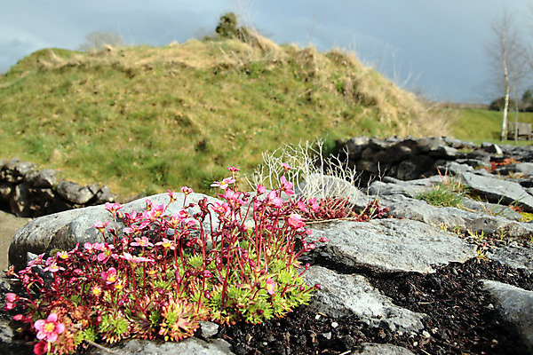 포토 JPG 해외이미지 식물 계절 공원 꽃잎 꽃 벽 줄기 분홍색 잎 꽃무늬 밭 자연 사람없음 야외 초록색 노란색 정원 보라색 흙 봄 활발 회색 들꽃 성장 벚꽃 시골 개화 작음 원예 아일랜드 내추럴 옛날 해외202004 해외포토 공공시설 유럽 컬러 컨셉 무늬 농업 취미 크기 생태계 파일형식 이미지허브