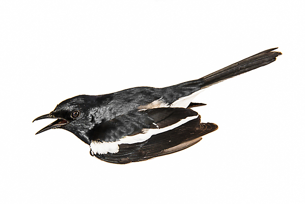 포토 JPG 해외이미지 동물 1 아시아 야생동물 백그라운드 파충류 태국 자연 실내 종류 개구리 양서류 동양인 사람없음 가로 우주 흰색 큼 자르기 가득함 슛 길이 고립 동물상 테마 해외202004 해외포토 나라 컬러 모션 인종 내부 조형물 크기 생태계 파일형식 이미지허브