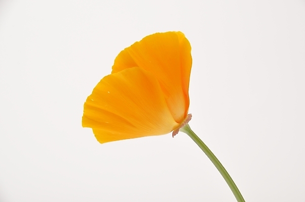 포토 JPG 해외이미지 식물 꽃 오렌지 사람없음 해외202004 해외포토 과일 파일형식 이미지허브