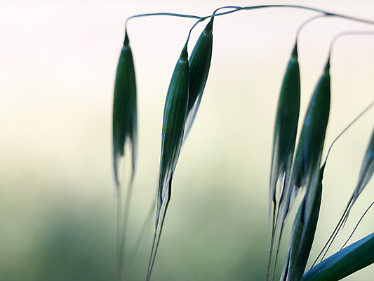 포토 JPG 해외이미지 식물 계절 꽃 음식 줄기 잎 밭 농업 채소 전구 하늘 양파 건강 풍경 사람없음 야외 여름 빛 컬러풀 농장 환경 정원 봄 수확 성장 나뭇가지 시골 신선 시리얼 밀 유기농 내추럴 밭일 해외202004 해외포토 나무 웰빙 산업 컬러 곡류 파일형식 이미지허브