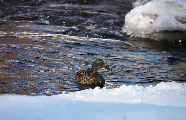 포토 JPG 해외이미지 동물 1 계절 여자 호수 야생동물 겨울 날개 자연 조류 오리 서기 사람없음 야외 옆모습 초록색 물 머리 얼음 봄 추위 흰색 연못 가득함 깃털 오브젝트 싱글 서리 부리 청둥오리 민물 양발 해외202004 해외포토 자연요소 뷰포인트 컬러 모션 사람 신체부위 생태계 파일형식 이미지허브