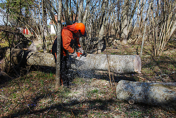 포토 JPG 해외이미지 나무 직업 손 남자 산업 포즈 장갑 오렌지 모션 자연 노동자 한명 안전 사람 성인 야외 목재 힘 봄 장비 나뭇가지 공구 업무 칼날 숲 위험 자르기 통나무 날카로움 먼지 벌목 수목 전기톱 커터 톱밥 톱질 해외202004 해외포토 식물 1 잡화 계절 컨셉 과일 재료 신체부위 도구 작업 가루 생태계 톱 파일형식 이미지허브