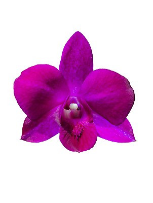 포토 JPG 해외이미지 식물 꽃 분홍색 결혼 꽃무늬 자연 벽지 선물 사람없음 정원 보라색 스파 봄 활발 흰색 나뭇가지 난초 이슬 자주색 다발 제비꽃 심볼 순수 호접란 이국적 파스텔톤 해외202004 해외포토 나무 계절 컬러 컨셉 무늬 이벤트 생태계 파일형식 이미지허브