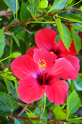 포토 JPG 해외이미지 식물 꽃잎 꽃 꽃무늬 자연 사람없음 장식 빨간색 초록색 정원 벚꽃 개화 큼 오브젝트 화단 꽃수술 이국적 히비스커스 해외202004 해외포토 컬러 무늬 크기 생태계 파일형식 이미지허브