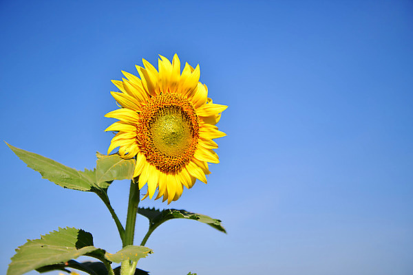 포토 JPG 해외이미지 식물 꽃잎 꽃 잎 밭 농업 자연 해바라기 씨앗 사람없음 야외 여름 농장 노란색 정원 봄 성장 가을 꽃가루 해외202004 해외포토 계절 산업 컬러 가루 생태계 파일형식 이미지허브
