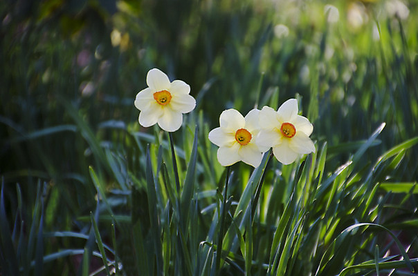 포토 JPG 해외이미지 식물 계절 꽃잎 꽃 백그라운드 자연 사람없음 햇빛 태양 노란색 정원 맑음 봄 벚꽃 시간 개화 큼 과수원 묘사 수선화 내추럴 해외202004 해외포토 자연요소 컬러 농업 날씨 크기 생태계 파일형식 이미지허브