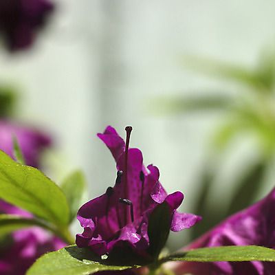 포토 JPG 해외이미지 식물 여자 남자 꽃잎 꽃 선 줄기 잎 꽃무늬 자연 사람없음 초록색 컬러풀 정원 보라색 봄 벚꽃 신선 개화 자주색 진달래 다발 제비꽃 기회 꽃가루 꽃수술 해외202004 해외포토 계절 컬러 무늬 사람 가루 생태계 파일형식 이미지허브