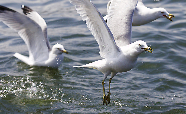 포토 JPG 해외이미지 백그라운드 캐나다 날개 갈매기 조류 하늘 사람없음 파란색 노란색 검은색 놀람 회색 흰색 자신감 닫기 그림 고립 쉬운 해외202004 해외포토 동물 감정 컬러 북아메리카 모션 표정 파일형식 이미지허브