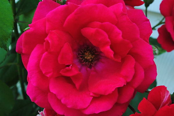 포토 JPG 해외이미지 식물 꽃잎 꽃 사람없음 빨간색 장미 정원 원예 해외202004 해외포토 컬러 취미 파일형식 이미지허브