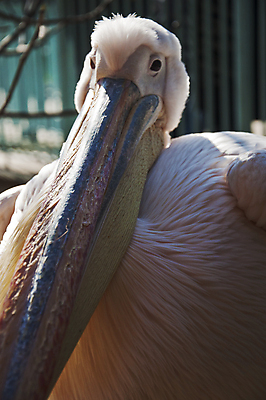 포토 JPG 해외이미지 동물 야생동물 날개 자연 조류 사람없음 야외 흰색 큼 펠리컨 깃털 해외202004 해외포토 컬러 크기 생태계 파일형식 이미지허브