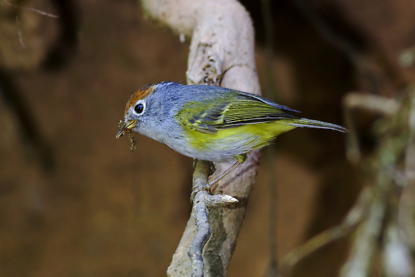 포토 JPG 해외이미지 나무 동물 여자 남자 아시아 얼굴 야생동물 백그라운드 날개 자연 조류 사람없음 야외 목재 가로 초록색 컬러풀 머리 환경 나뭇가지 막대기 닫기 숲 깃털 꼬리 부리 서식지 생태학 이국적 해외202004 해외포토 식물 교육 나라 컬러 재료 모션 사람 신체부위 생태계 파일형식 이미지허브