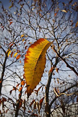 포토 JPG 해외이미지 나무 식물 백그라운드 잎 농업 과일 풍경 사람없음 야외 빨간색 초록색 컬러풀 햇빛 노란색 맑음 이탈리아 활발 가을 시골 맛 11월 그림 10월 해외202004 해외포토 계절 유럽 산업 컬러 컨셉 날씨 태양 날짜 파일형식 이미지허브