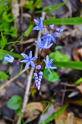 포토 JPG 해외이미지 식물 계절 공원 꽃잎 꽃 백그라운드 잎 꽃무늬 자연 사람없음 야외 초록색 파란색 머리 정원 보라색 봄 들꽃 벚꽃 신선 개화 숲 작음 4월 허브 속도 원예 땅바닥 블루벨 시베리아 영원 헌병 해외202004 해외포토 공공시설 컬러 무늬 바닥 취미 신체부위 군인 날짜 크기 생태계 파일형식 이미지허브