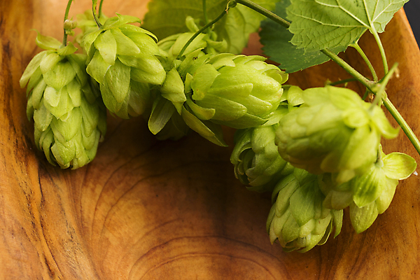 포토 JPG 해외이미지 잎 실내 사람없음 여러개 잎줄기 나무배경 해외202004 홉 해외포토 식물 줄기 다수 백그라운드 내부 파일형식 이미지허브