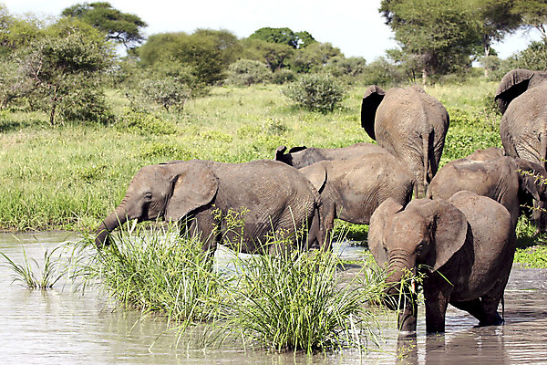 포토 JPG 해외이미지 야생동물 새끼 아프리카 코끼리 사람없음 탄자니아 해외202004 해외포토 동물 나라 포유류 파일형식 이미지허브