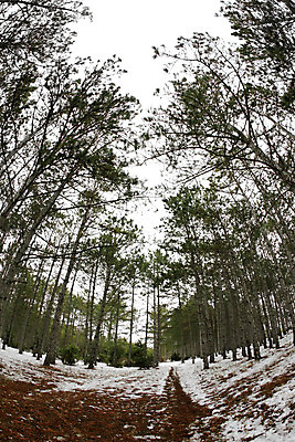 포토 JPG 해외이미지 나무 계절 도로 백그라운드 겨울 자연 하늘 풍경 사람없음 야외 목재 초록색 얼음 추위 흰색 소나무 숲 시원함 서리 장면 침엽수 내추럴 어안 눈내림 해외202004 해외포토 자연요소 식물 길 컬러 재료 교통시설 눈_날씨 생태계 파일형식 이미지허브
