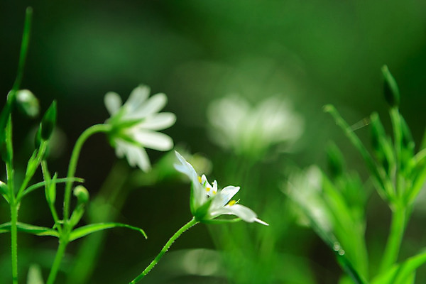 포토 JPG 해외이미지 꽃 백그라운드 꽃무늬 밭 자연 휴가 휴식 산 주택 풍경 사람없음 여름 노란색 여행객 봄 산책 시골 개화 오스트리아 스위스 상업 알프스 외양간 잘츠부르크 해외202004 해외포토 식물 계절 유럽 컬러 컨셉 무늬 농업 사람 건물 생태계 파일형식 이미지허브