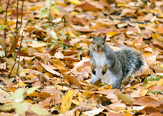 포토 JPG 해외이미지 동물 공원 야생동물 음식 포유류 발 자연 생물 털 사람없음 야외 회색 견과류 설치류 숲 모피 꼬리 다람쥐 솜털 내추럴 동물상 해외202004 해외포토 공공시설 컬러 신체부위 조형물 생태계 파일형식 이미지허브