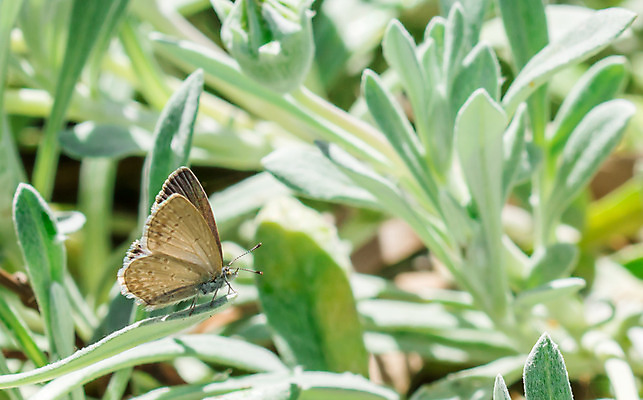 포토 JPG 해외이미지 동물 야생동물 나비 곤충 백그라운드 꽃무늬 자연 아침 사람없음 컬러풀 정원 봄 점 벌레 해외202004 해외포토 주간 계절 꽃 컬러 무늬 생태계 파일형식 이미지허브