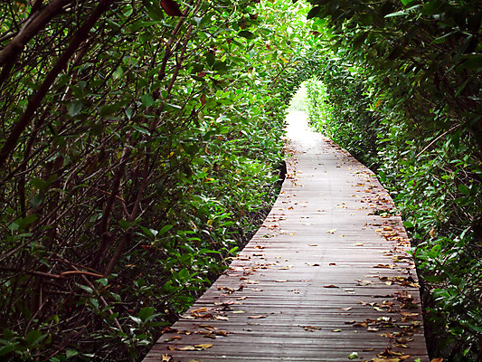 포토 JPG 해외이미지 나무 식물 계절 공원 아시아 길 여행 백그라운드 잎 패턴 밭 태국 자연 추상 건조 동양인 사람없음 야외 목재 장식 빛 쌓기 가을 나뭇가지 터널 숲 오솔길 아치 목공예 지역 통과 내추럴 땅바닥 방법 수목 노화 많음 해외202004 해외포토 공공시설 나라 컨셉 무늬 농업 재료 모션 바닥 인종 공예 생태계 파일형식 이미지허브