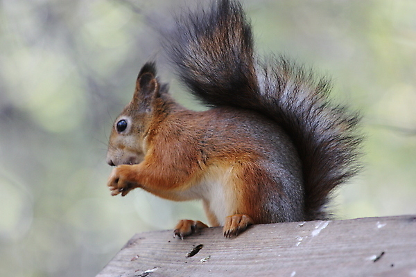 포토 JPG 해외이미지 나무 동물 응시 공원 포유류 자연 휴식 털 사람없음 야외 시골 설치류 숲 작음 다람쥐 특별함 해외202004 해외포토 식물 시선 공공시설 컨셉 크기 생태계 파일형식 이미지허브
